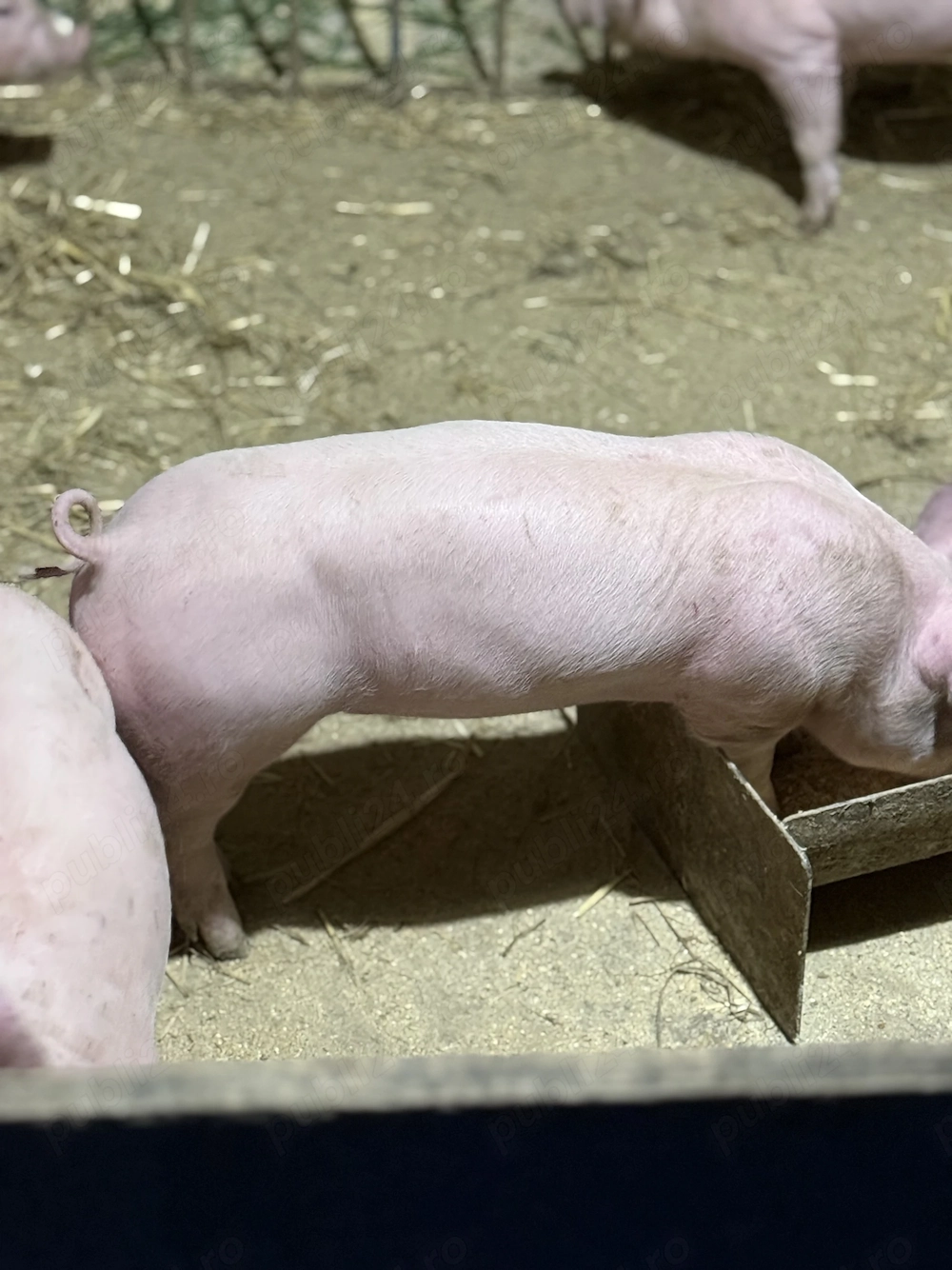 Purcei landrace cu pietran 