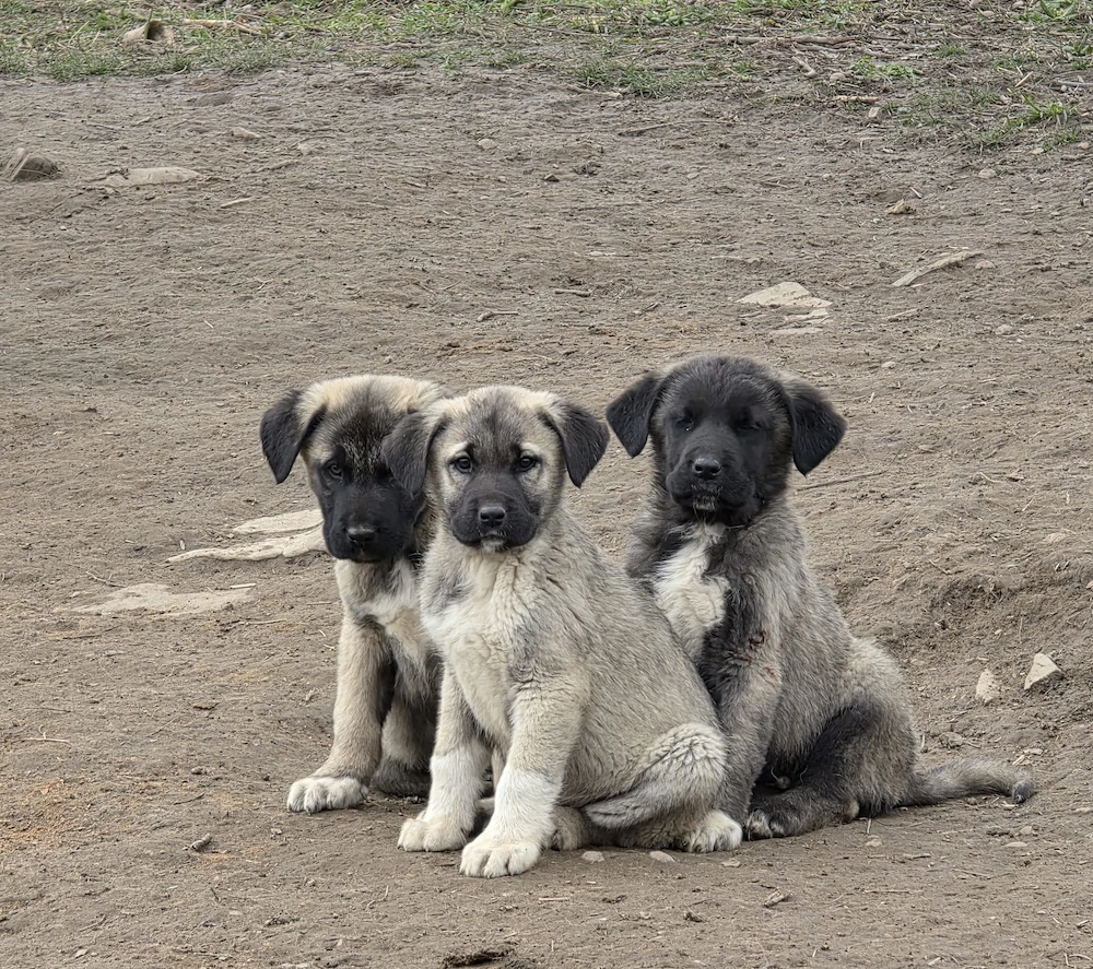 Kangal Turcesc! Disponibil.