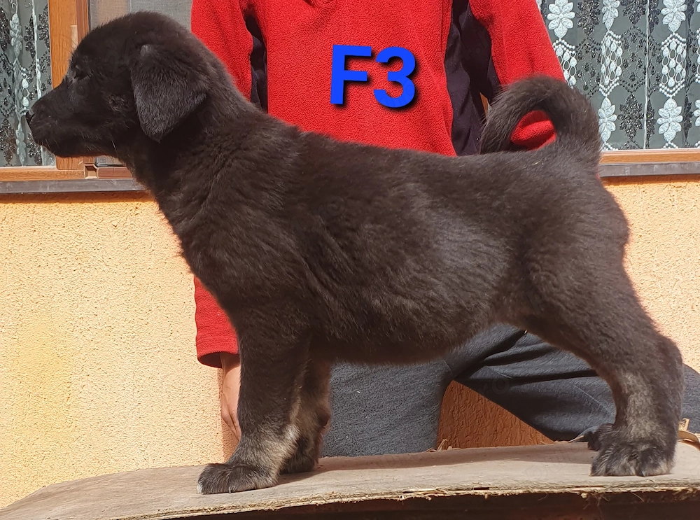 Pui Ciobanesc Kangal