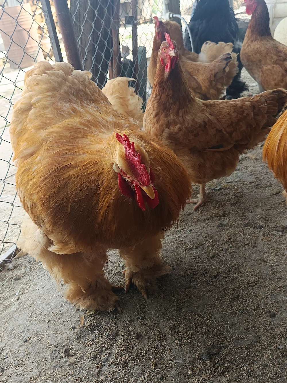 Cocosi Brahma 