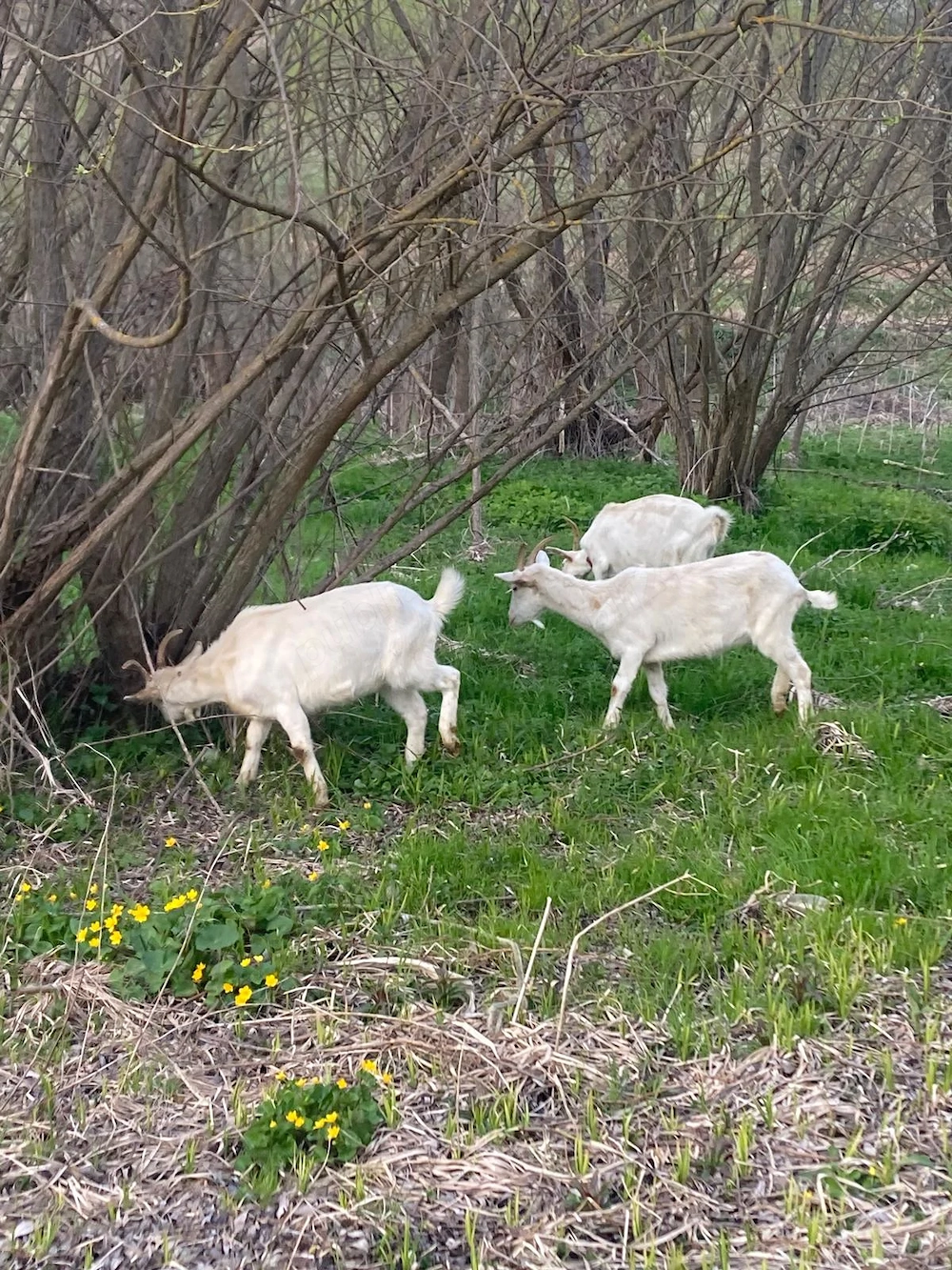 Vand iedute si capre Saanen