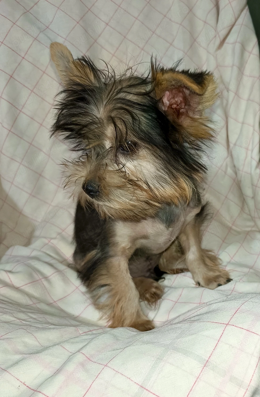 t Yorkshire terrier 5 luni  Urgent 