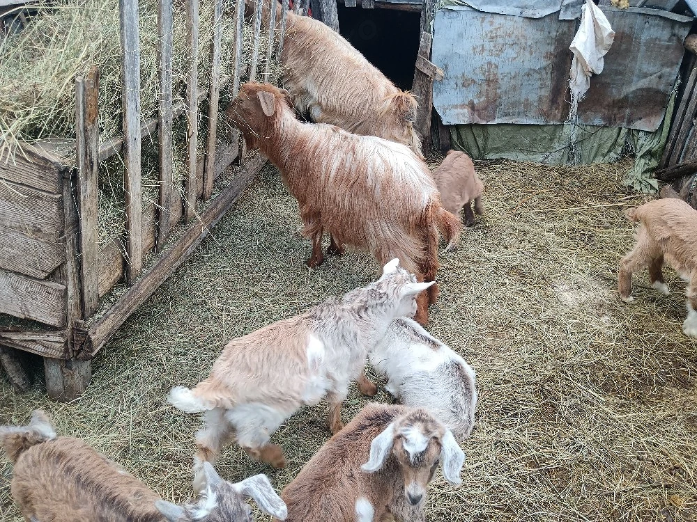 de vanzare 2 capre .