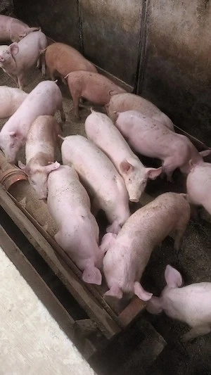 Vand purcei de 14 saptamani