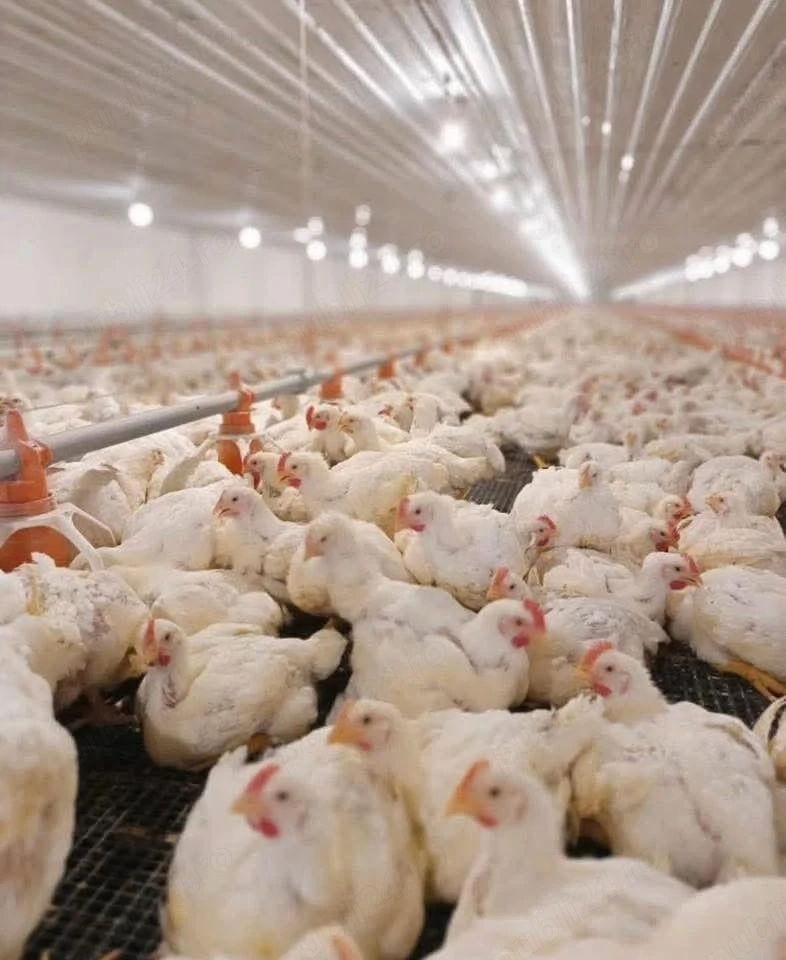 Pui Albi de carne 1kg 1,2kg 19lei bc .Pui colorati rasa mixta 700-800g 19lei bc 