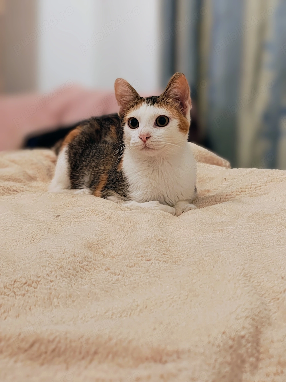 Pisica spre adopție 7 luni