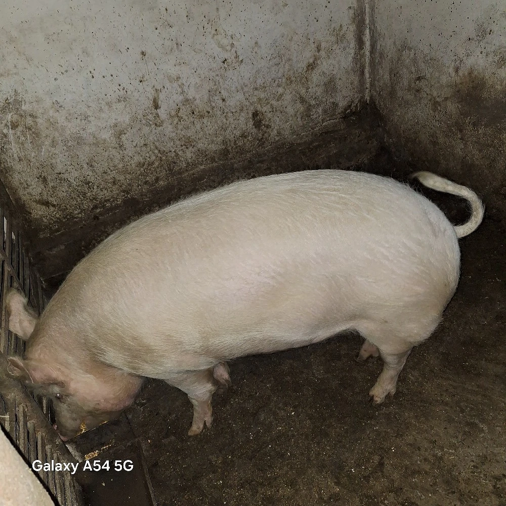 Porci de vânzare 