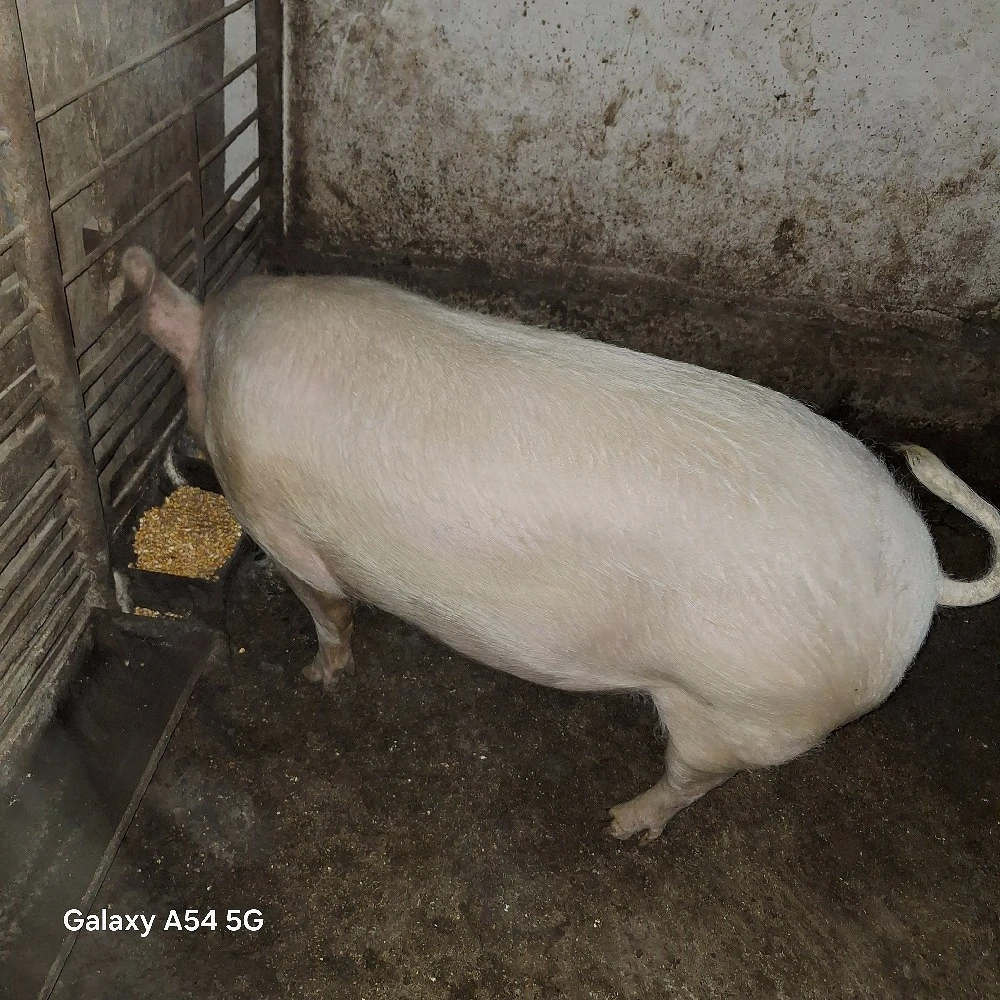 Porc de vanzare 