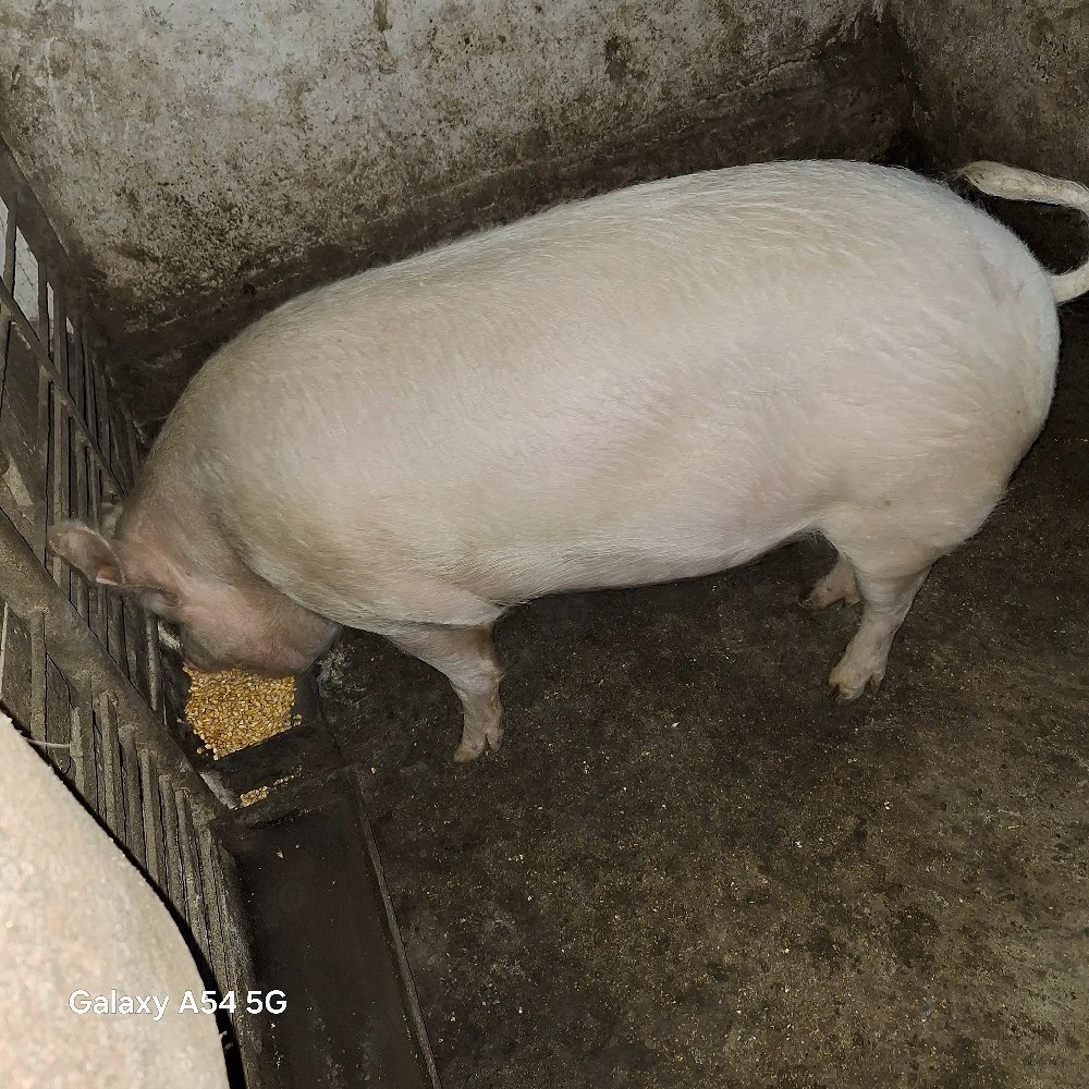 Porc de vânzare 
