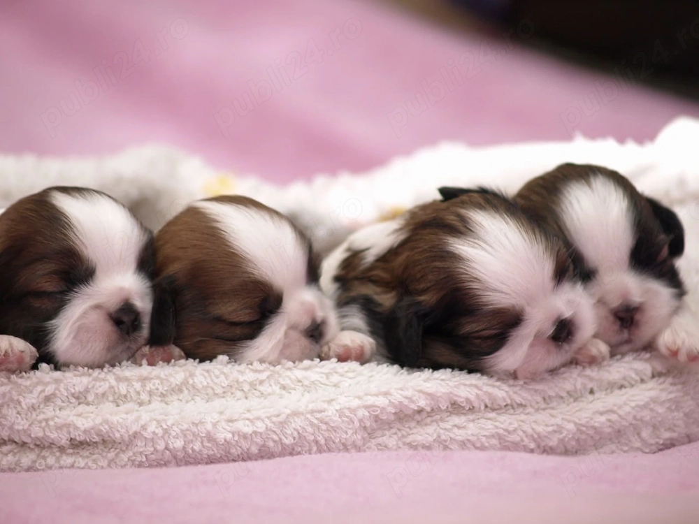 Căței Shih Tzu frumoși