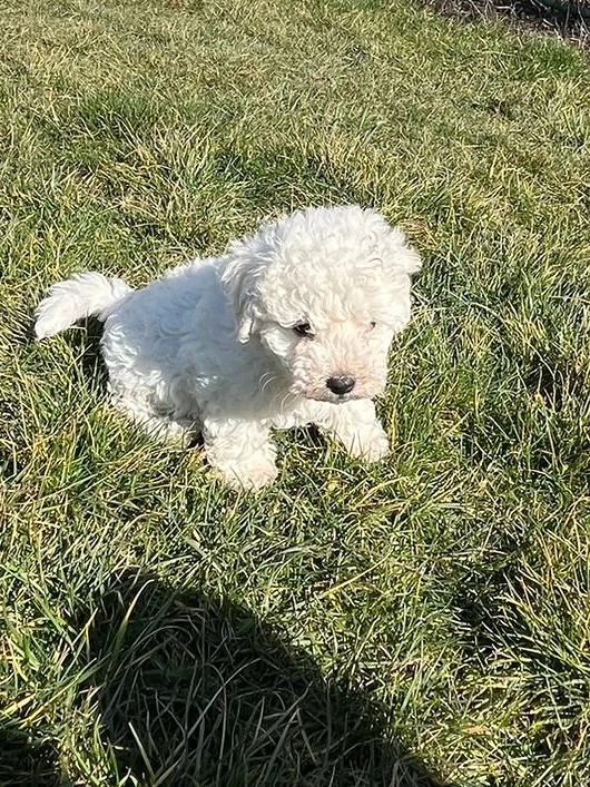 Pui mascul bichon bolognese!