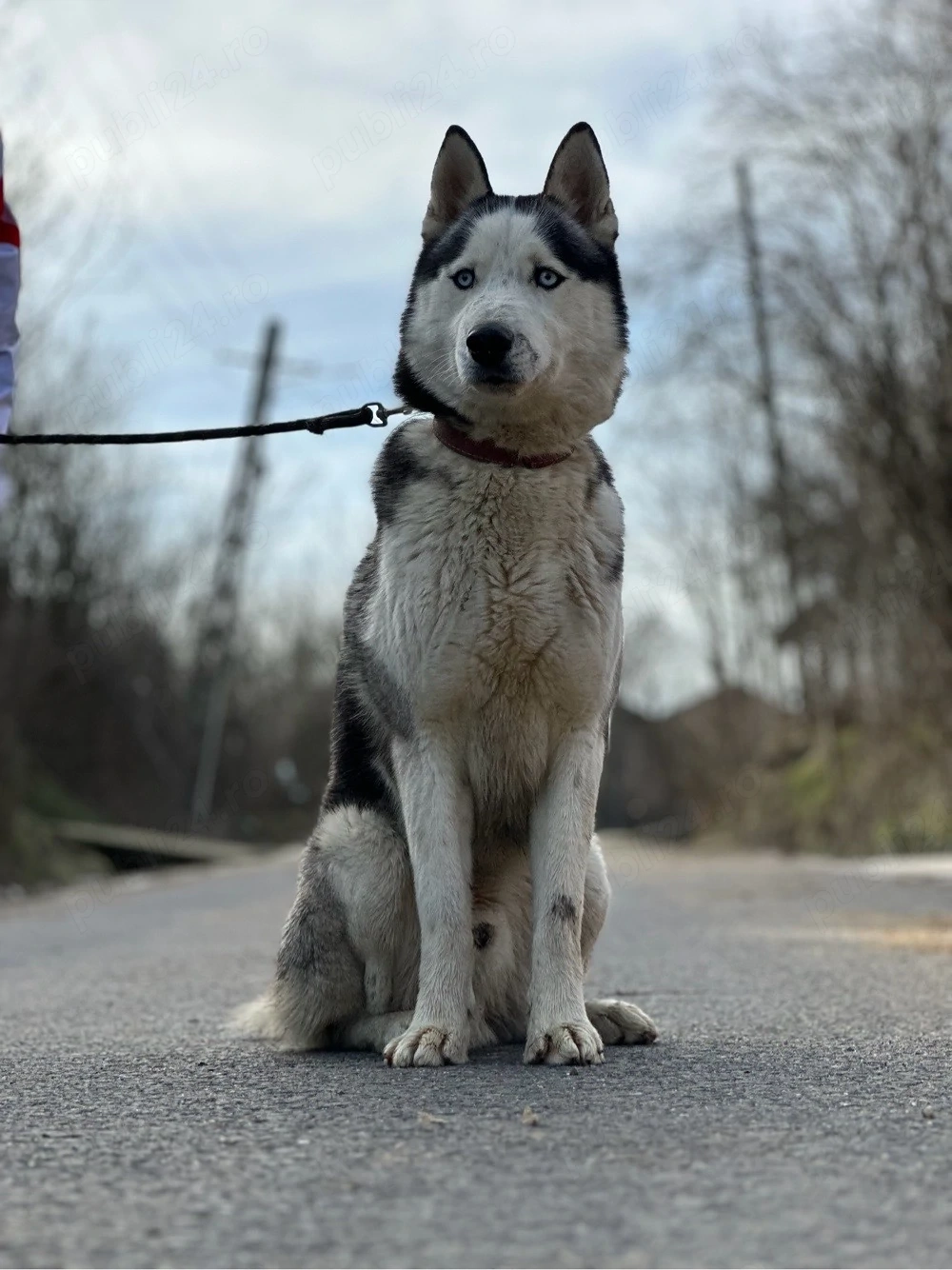 Mascul husky siberian!