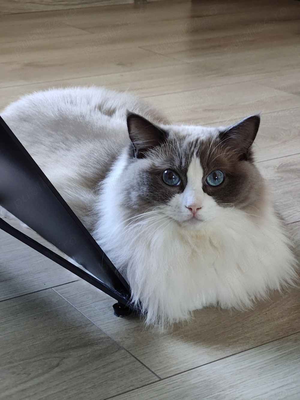 Vând pisica ragdoll 