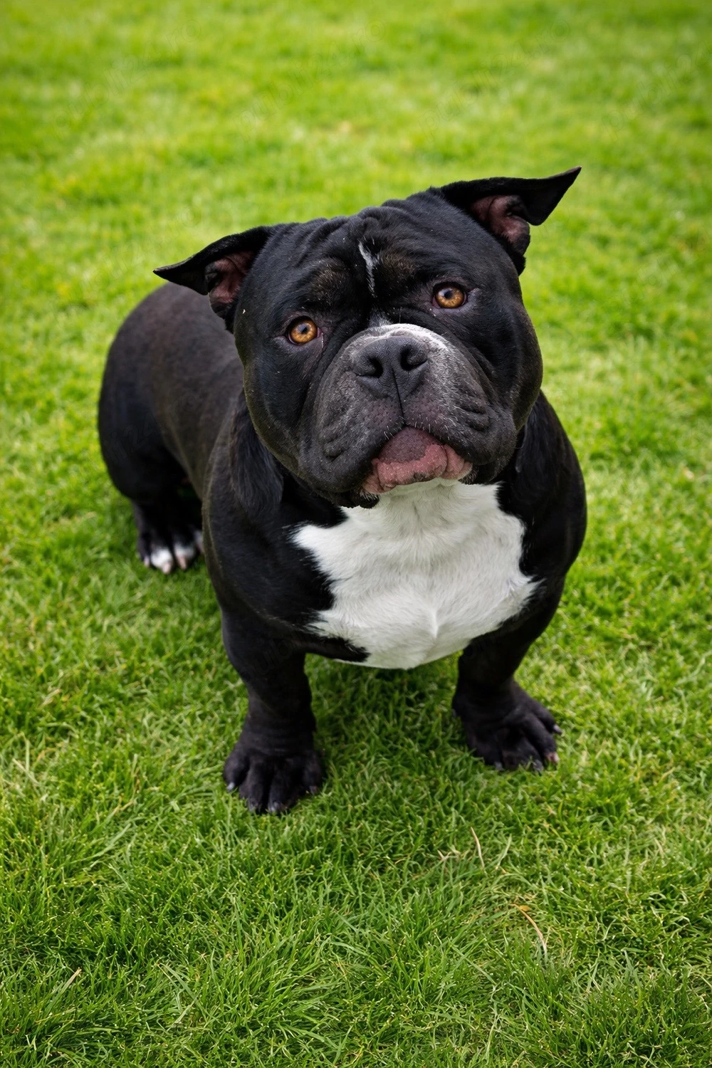 American bully
