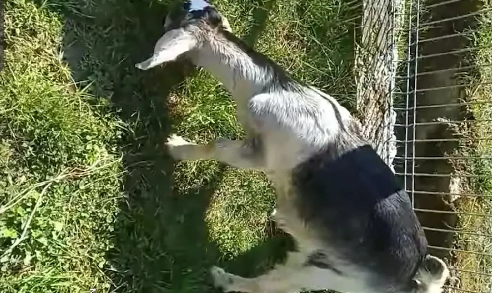 Schimb țap de 3 luni cu edita tot agnolubiana 