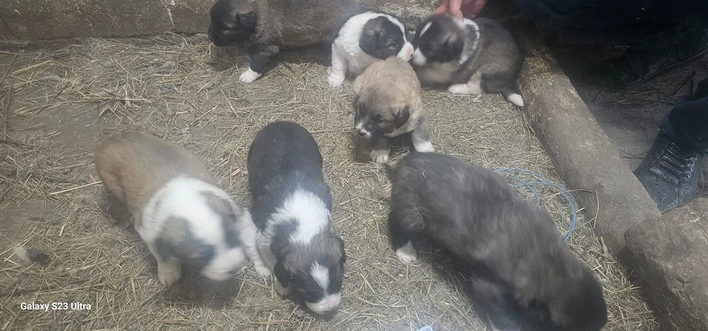 Vând pui ciobănesc caucazian