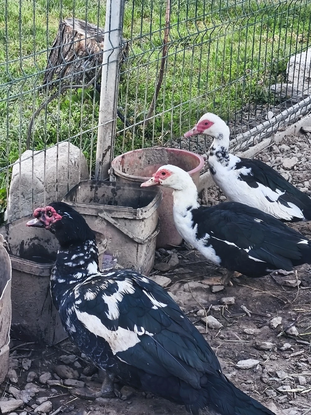 Vând familie rațe mute 