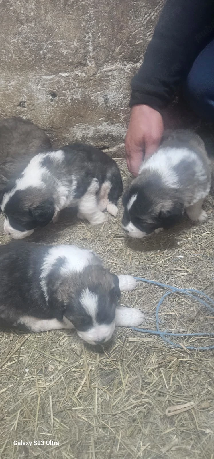 Vând pui ciobănesc caucazian