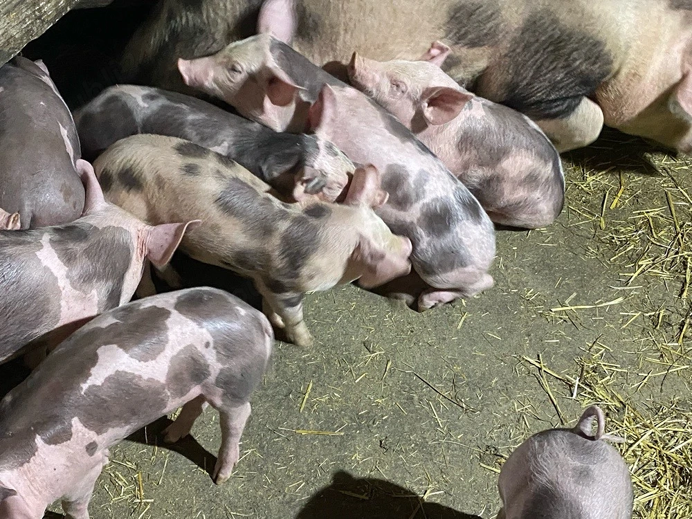 porci de vanzare 
