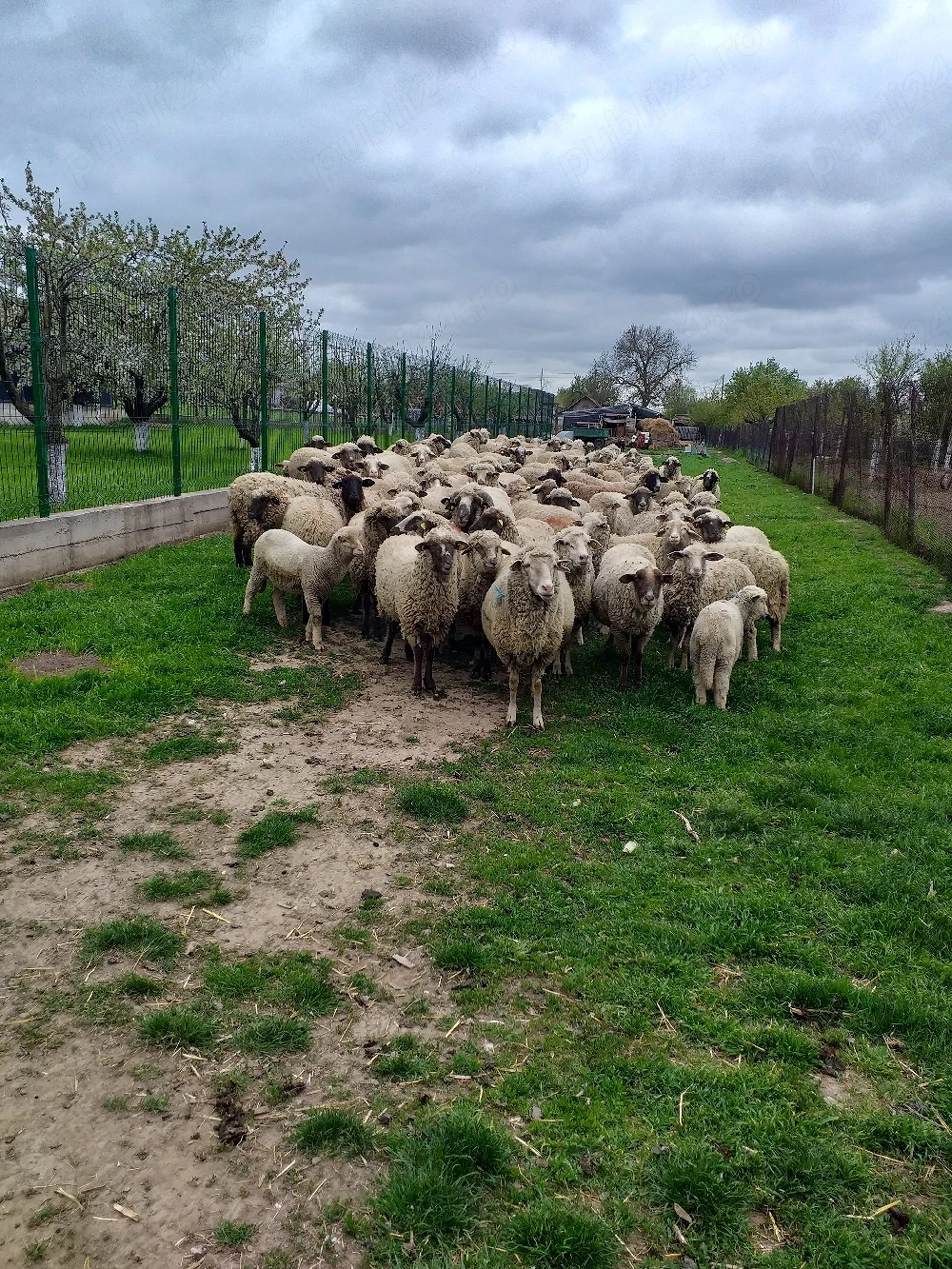 de vânzarea 82 de bucăți  cu 21 de mielute