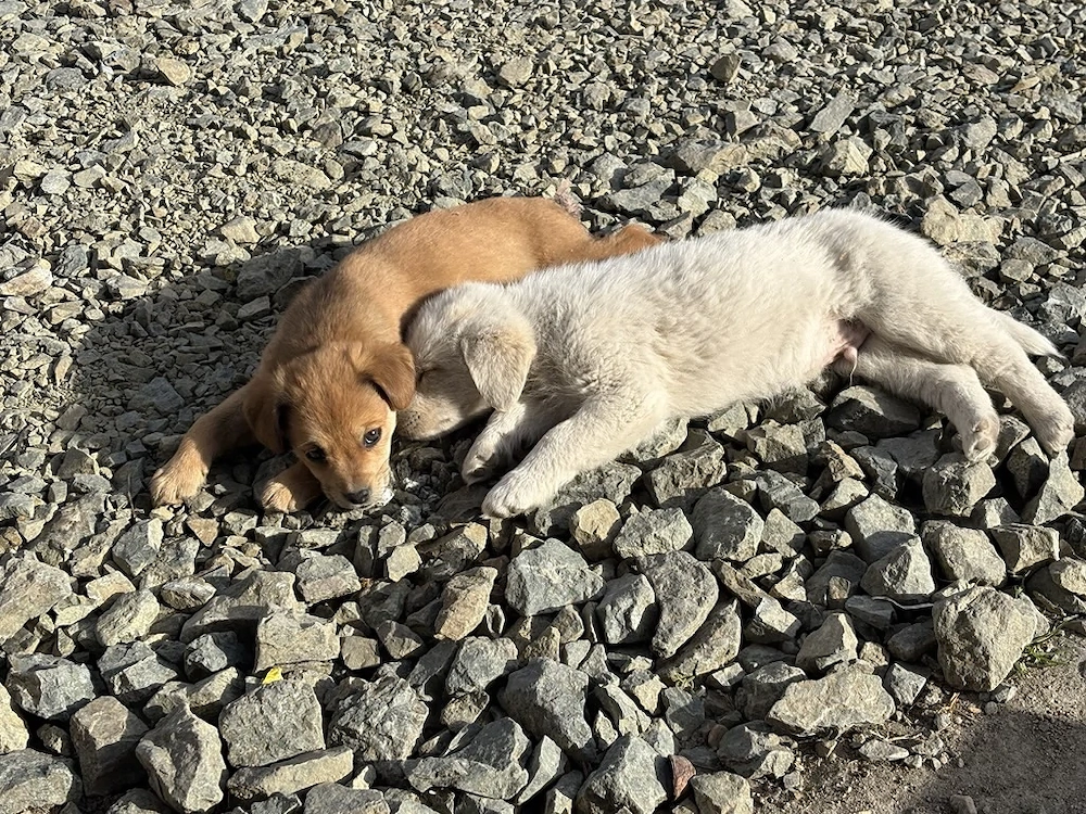  Nu cerem mult.. doar o șansă. 