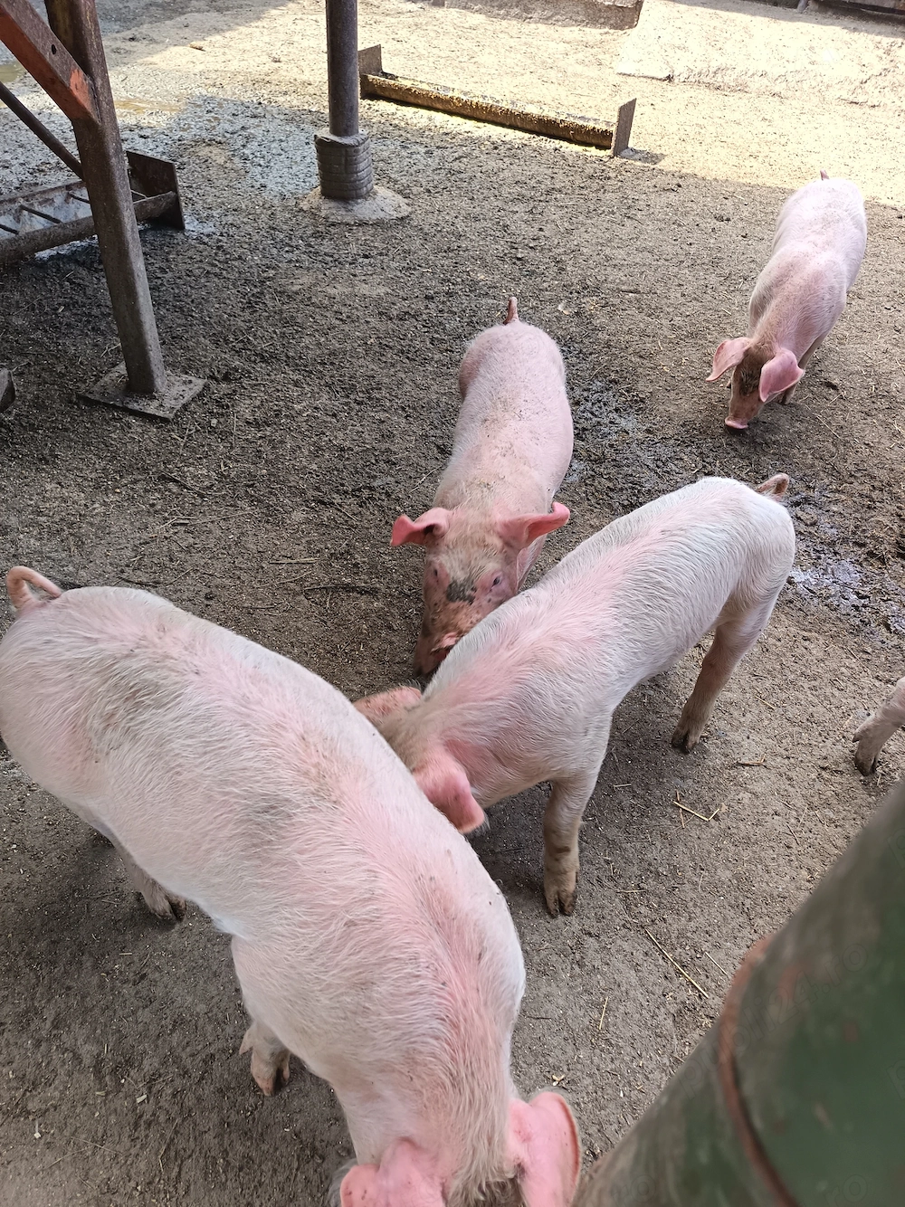 Purcei de vanzare 6 săptămâni nr  