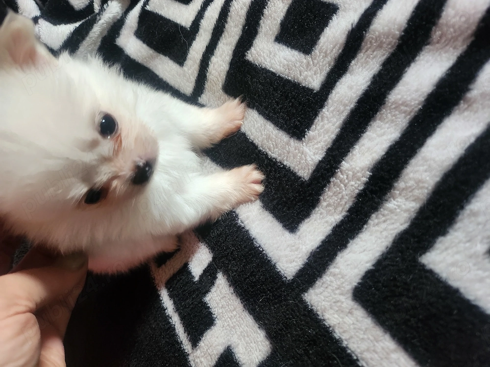 Pomeranian toy super