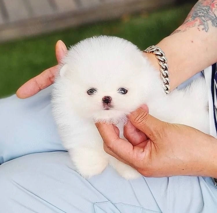 pomeranian tip ursuleț