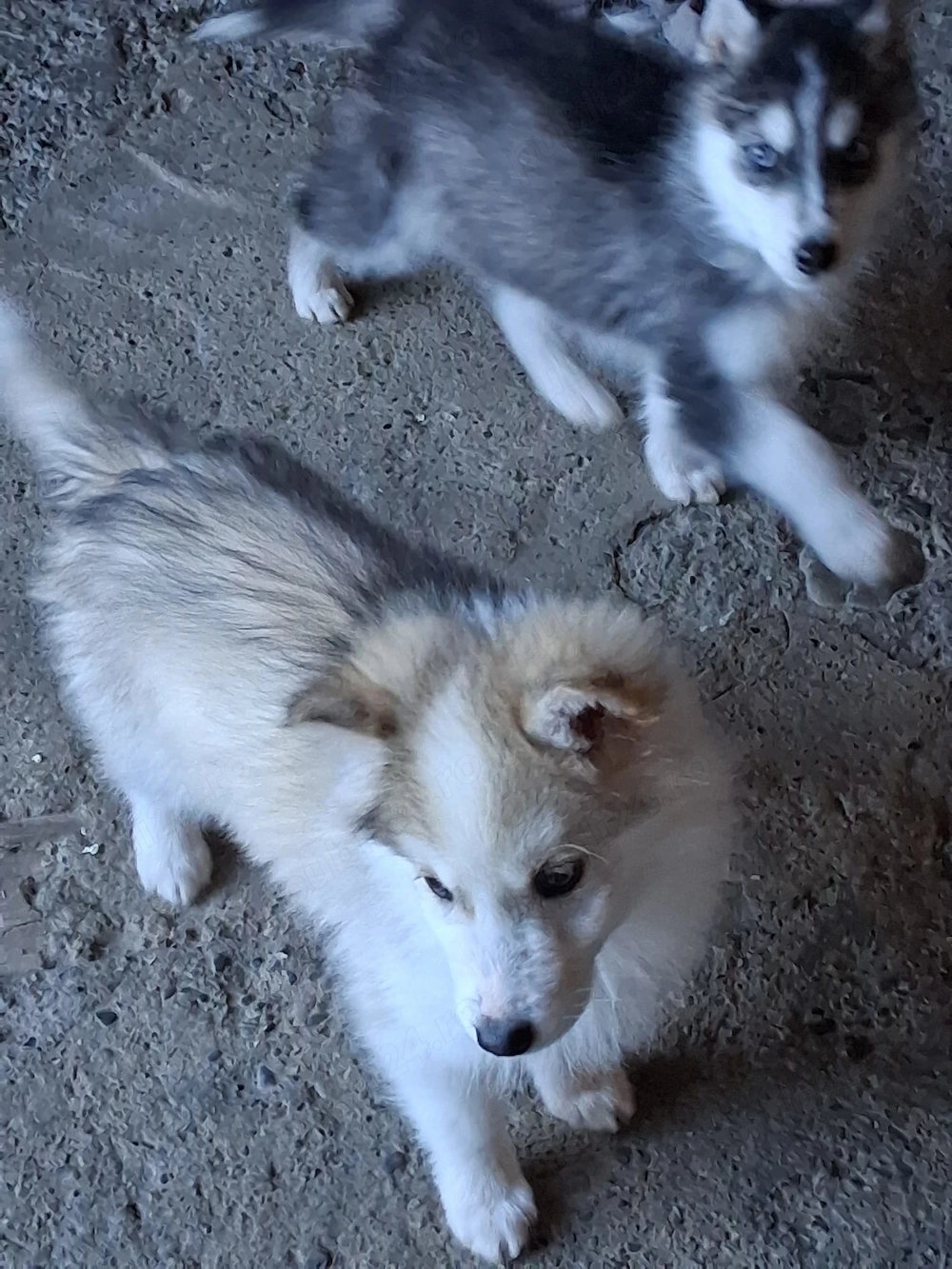 Puiuți Huski siberian 