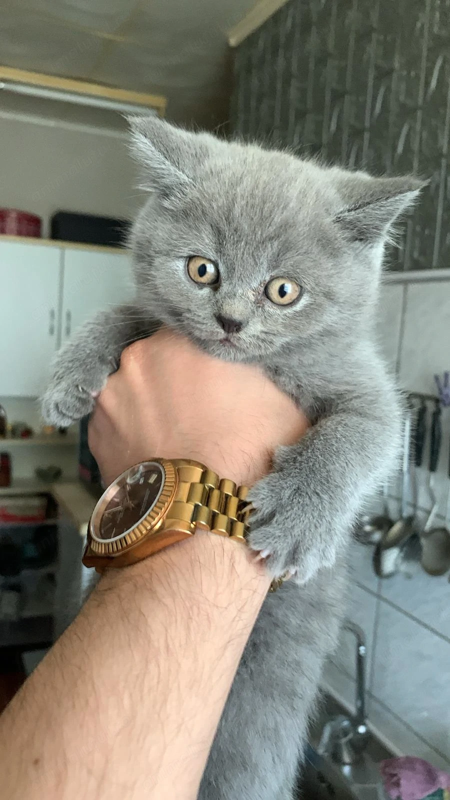 Pui British Fold Mascul de 9 Saptamani