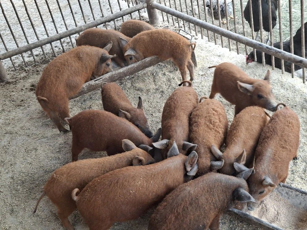 Purcei Mangalița Autentic