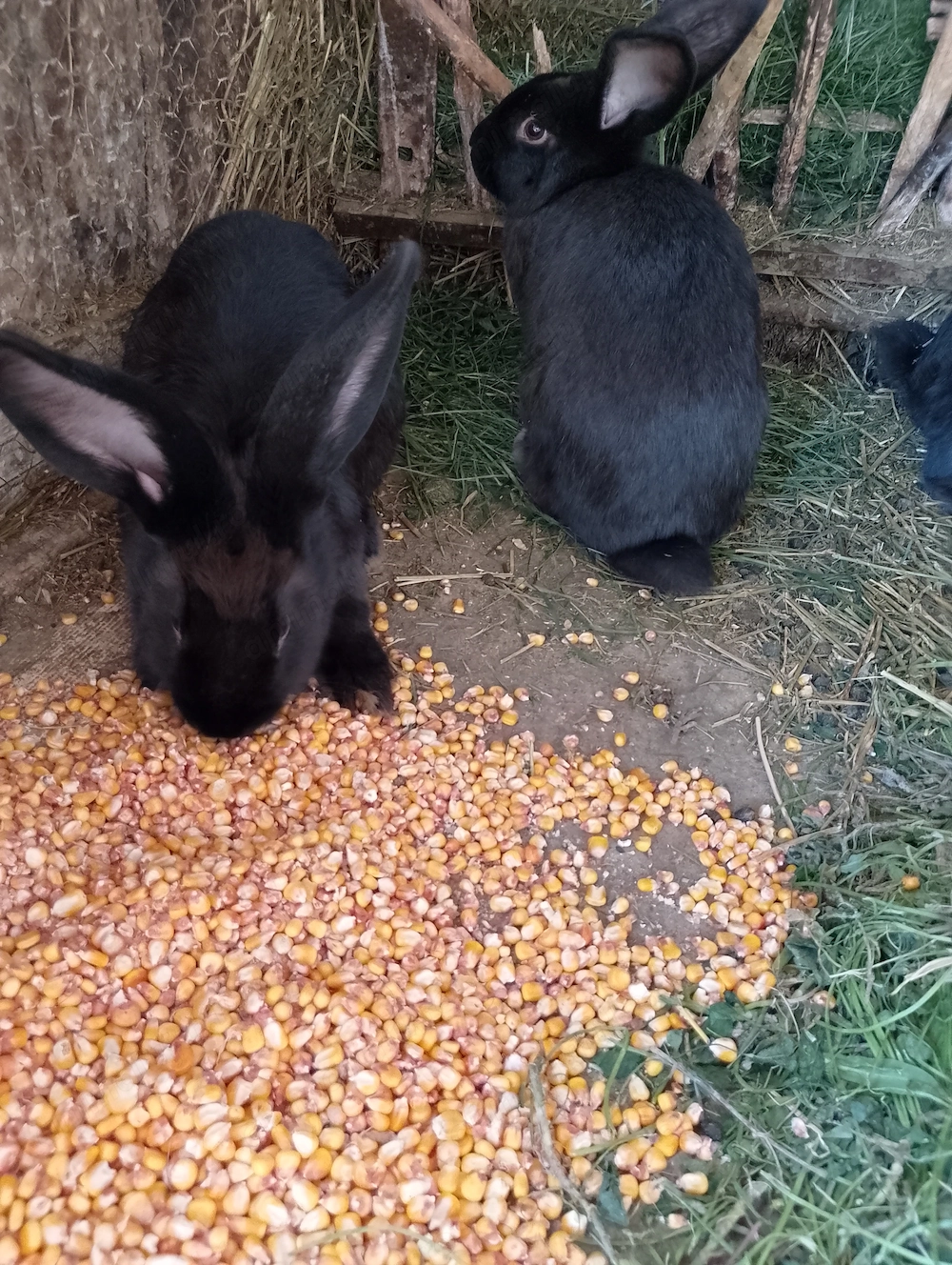 Vând iepuri 4 femele tinere!!