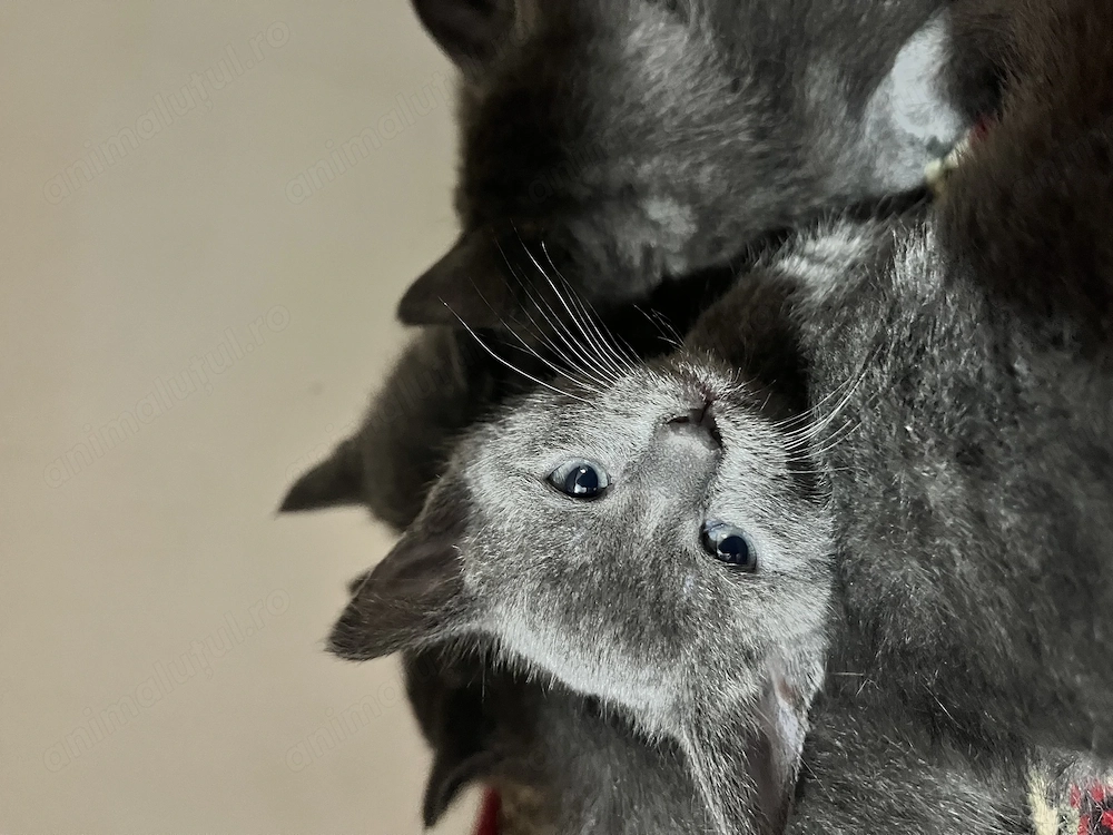 pisoiasi Albastru de Rusia