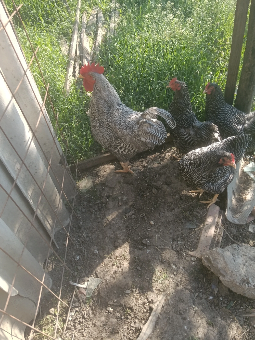 Vind o familie găini playmut