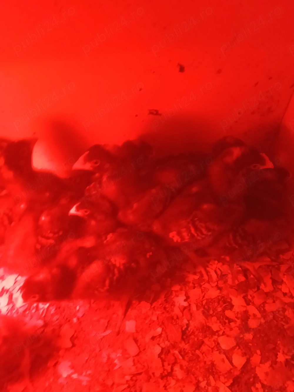 Vind pui rasa playmut