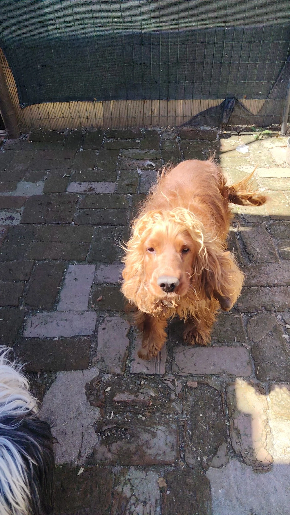 Domez Coker spaniol mascul