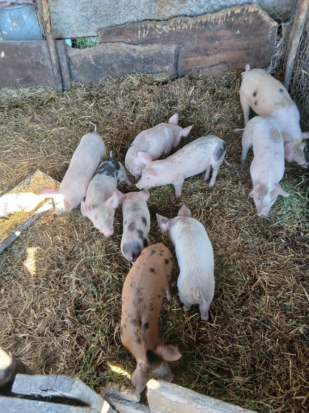 De Vânzare 8 bucăți vacinați 