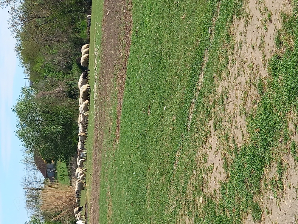 Vând 20 de oi cu miei.