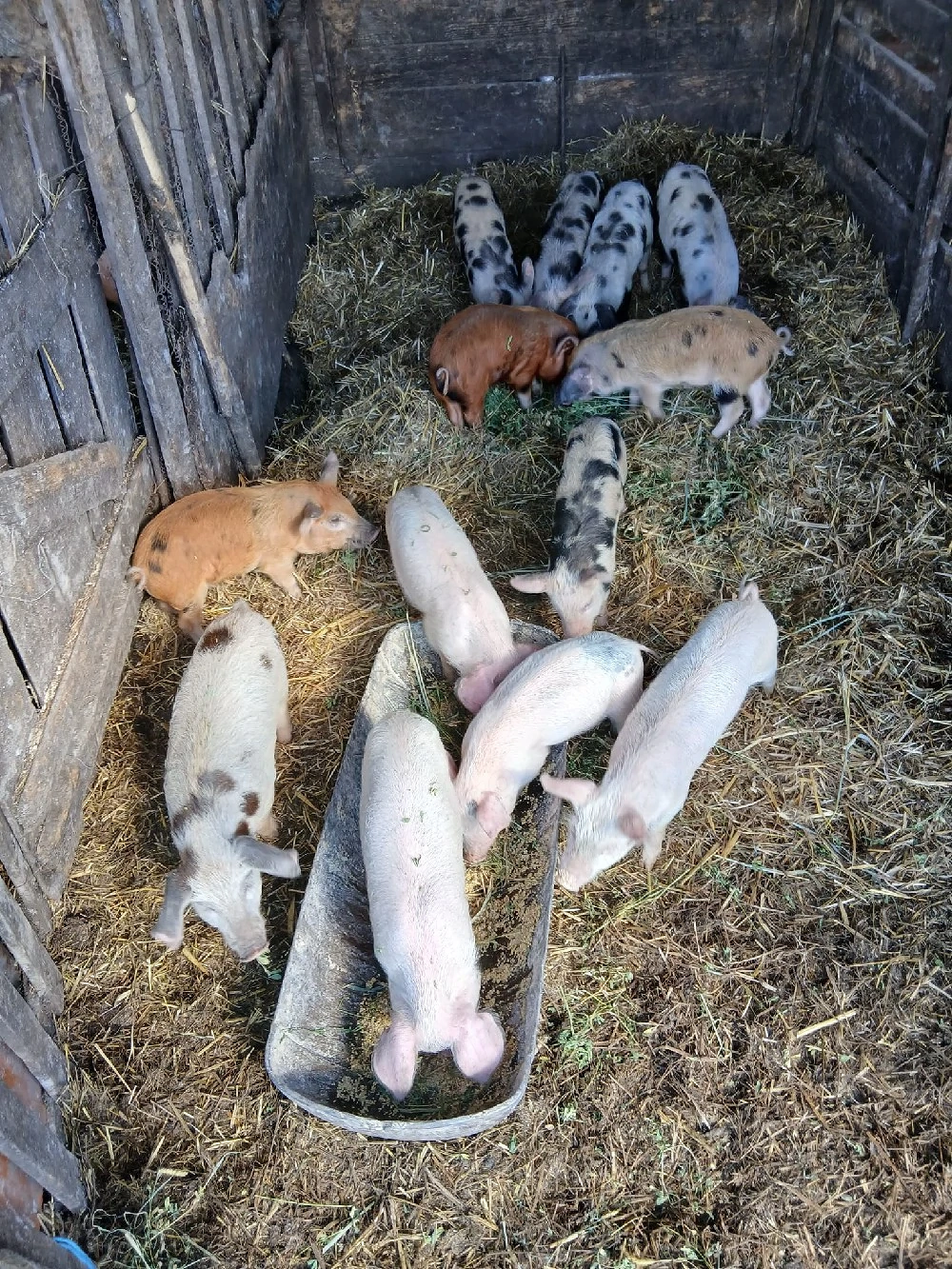 De Vânzare 13 purcei castrați vacinați mânca orice bobe făină etc 