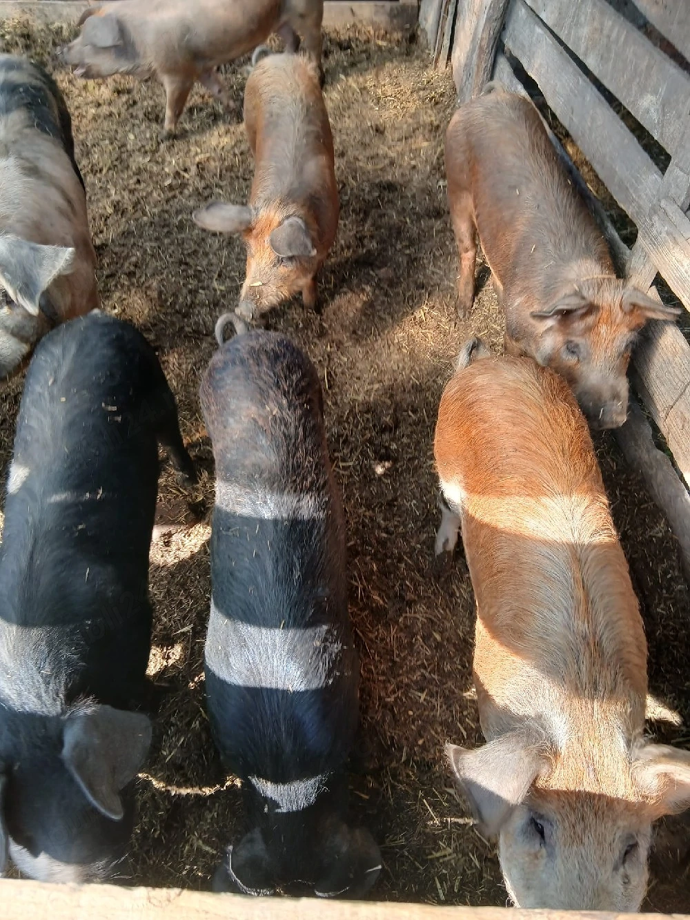 De Vânzare 4 bucăți 70 80 kg una 