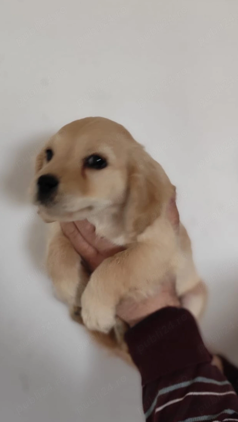 Pui Cocker Spaniel (2 luni si 3 Saptamani ) baiat-AURIU