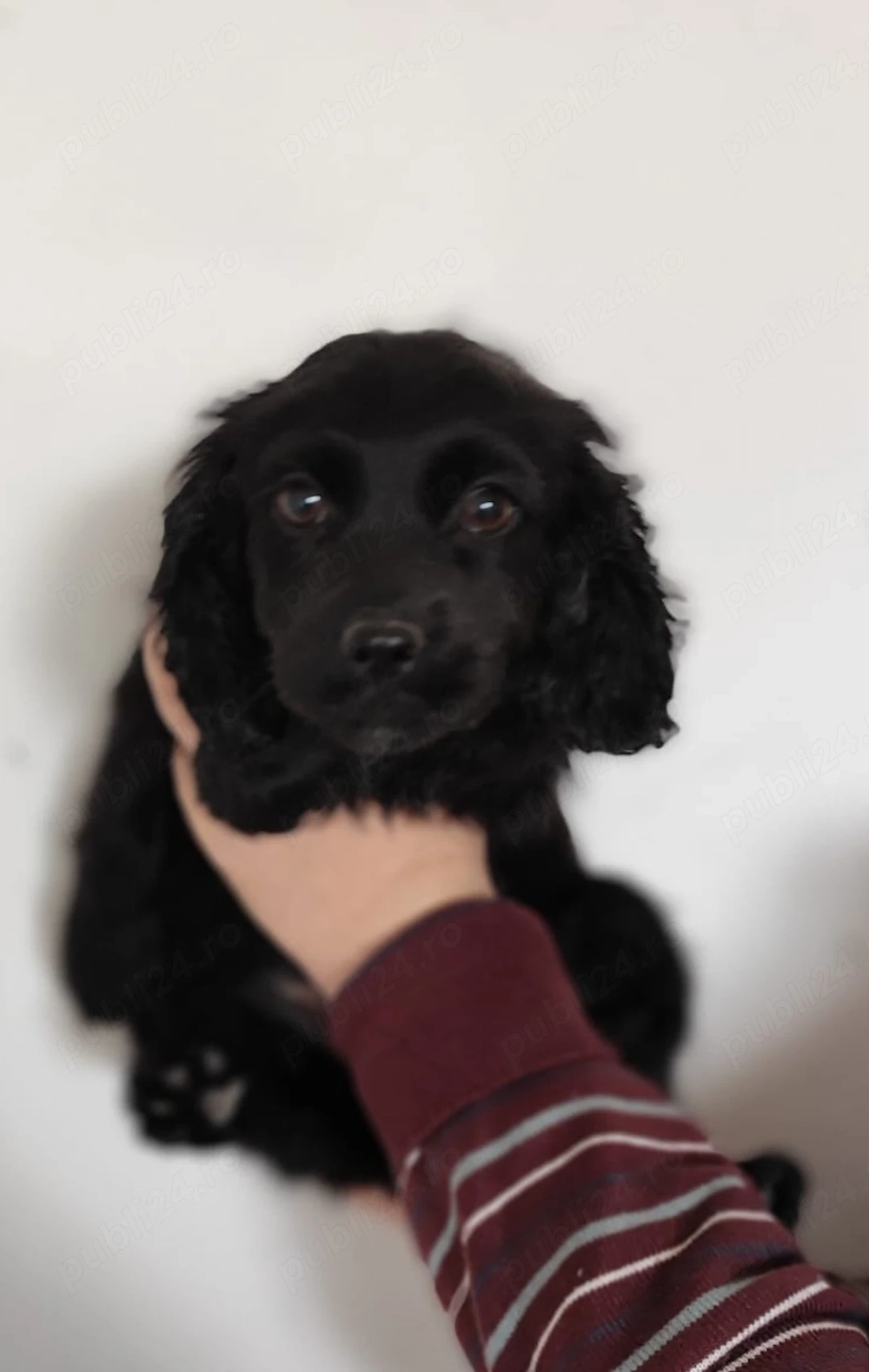 Pui Cocker Spaniel (3 luni i) fetita-neagra 