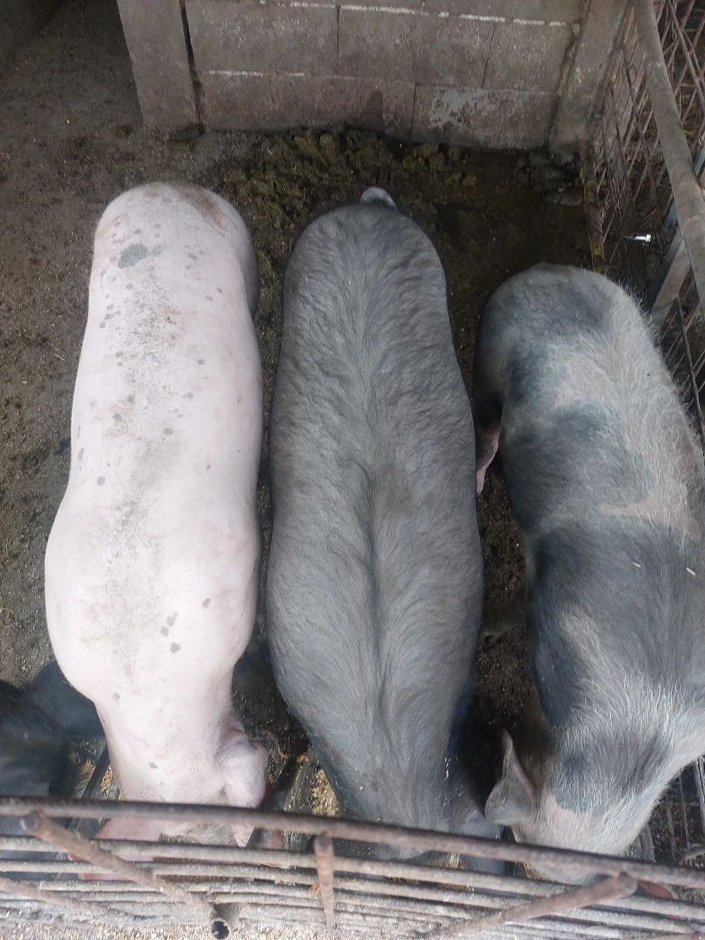 porci de vânzare intre 80-110 kg.