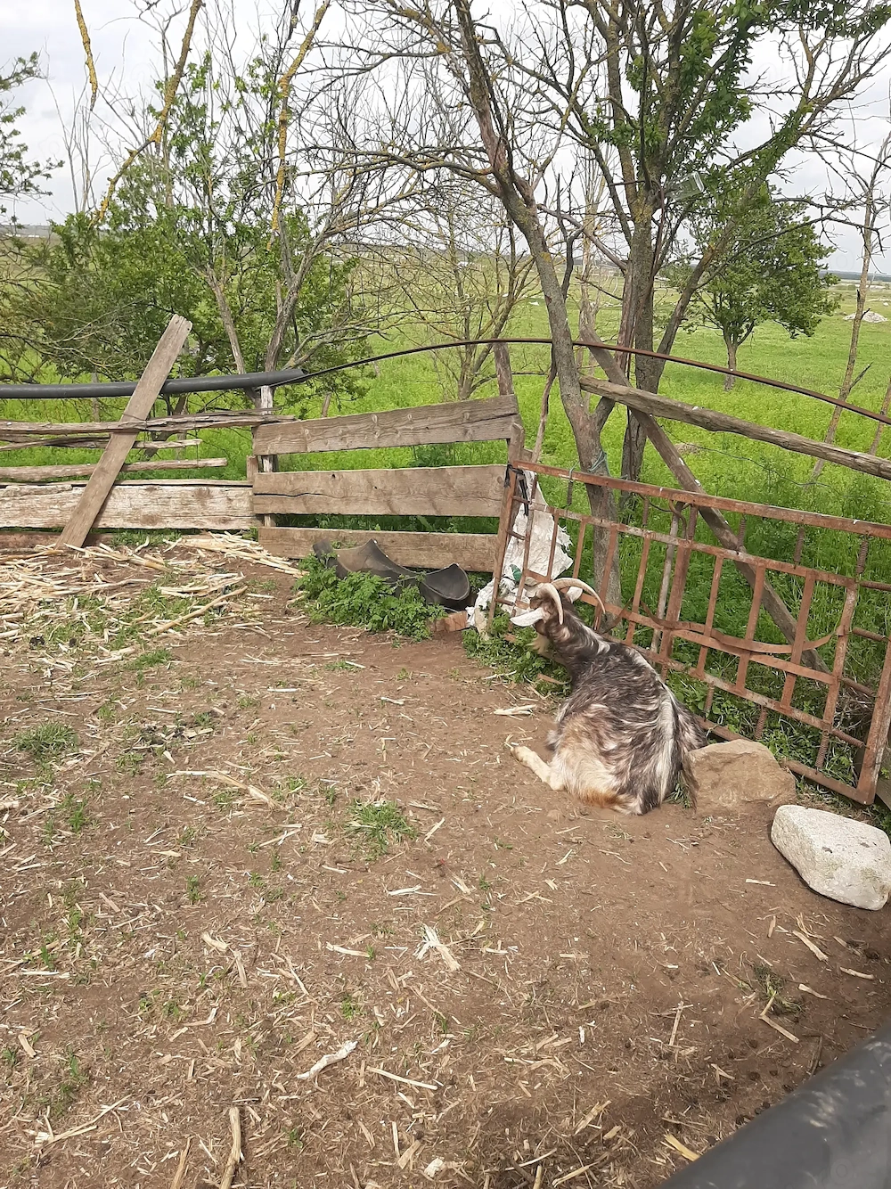 Vând capre: 2 țapi, 3 iezi, și 9 capre