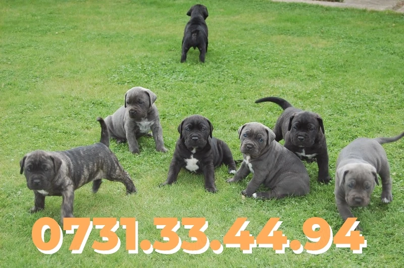 Cane Corso de vanzare cu Factura,Garantie,Microcip-Talie Mare-Transport GRATUIT la Bucuresti