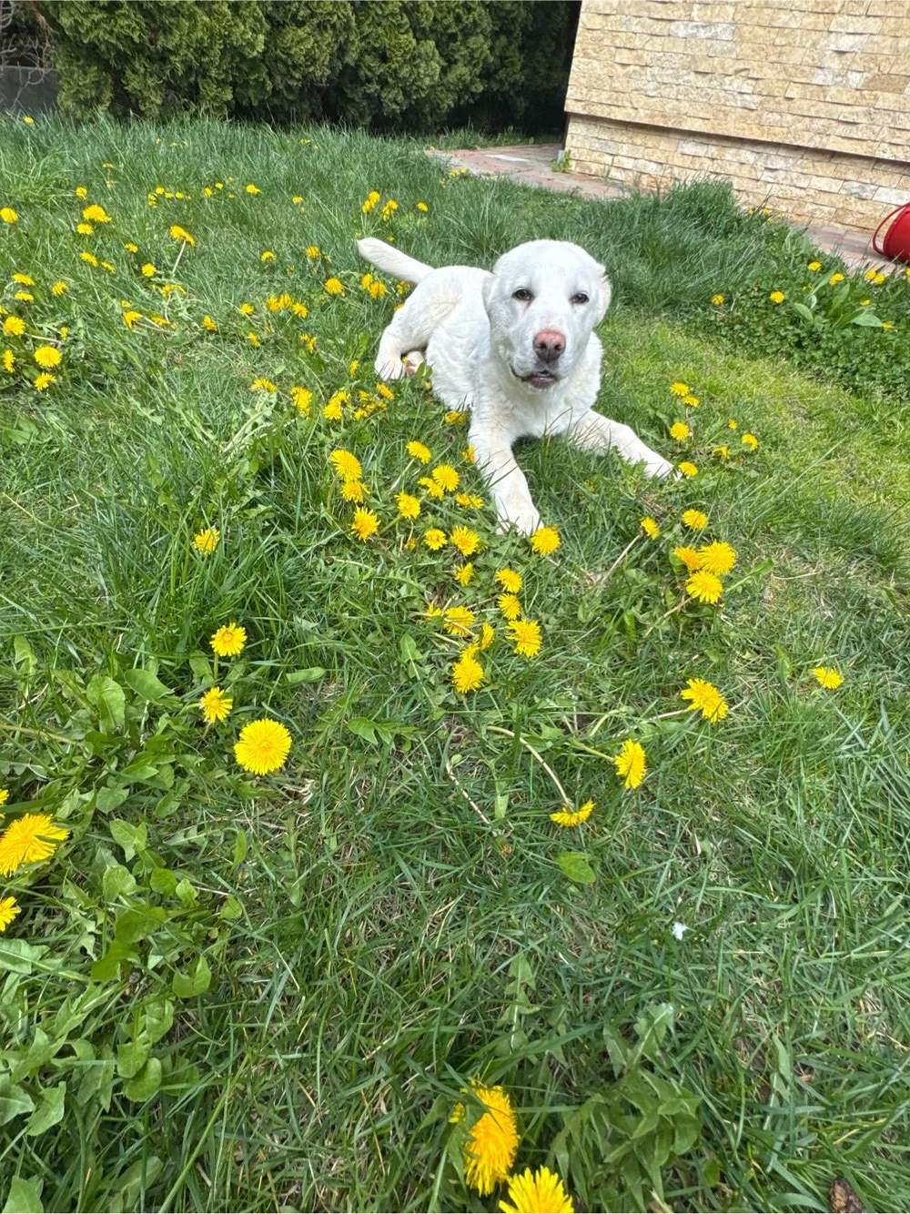 catelusa de asiea centrala