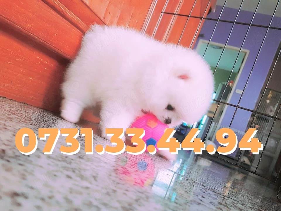Catei Pomeranian Toy de vanzare|Pufosi|Factura|Garantie|Microcip|Carnet-Transport GRATUIT la Iasi