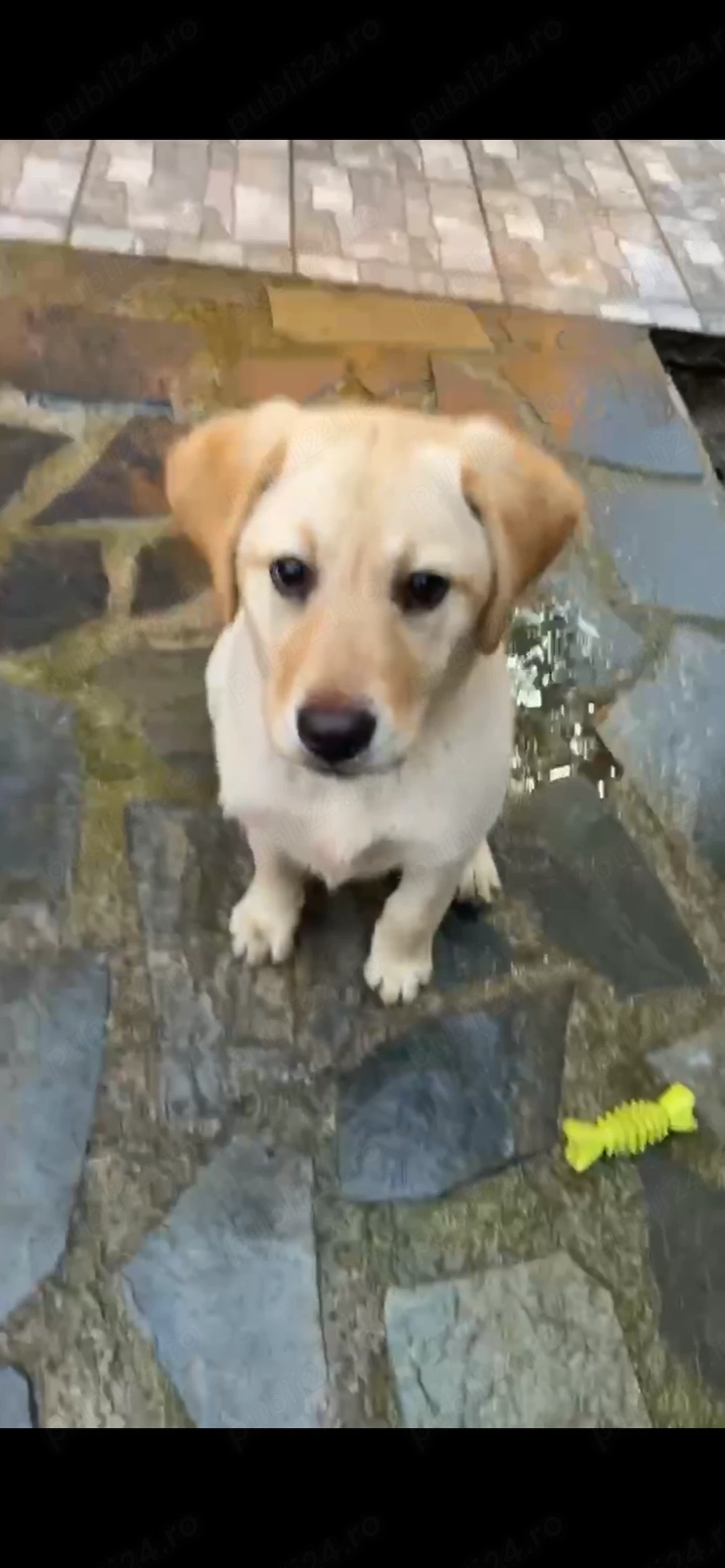 Vând femelă labrador 