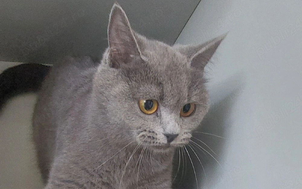 Pisica British Shorthair 