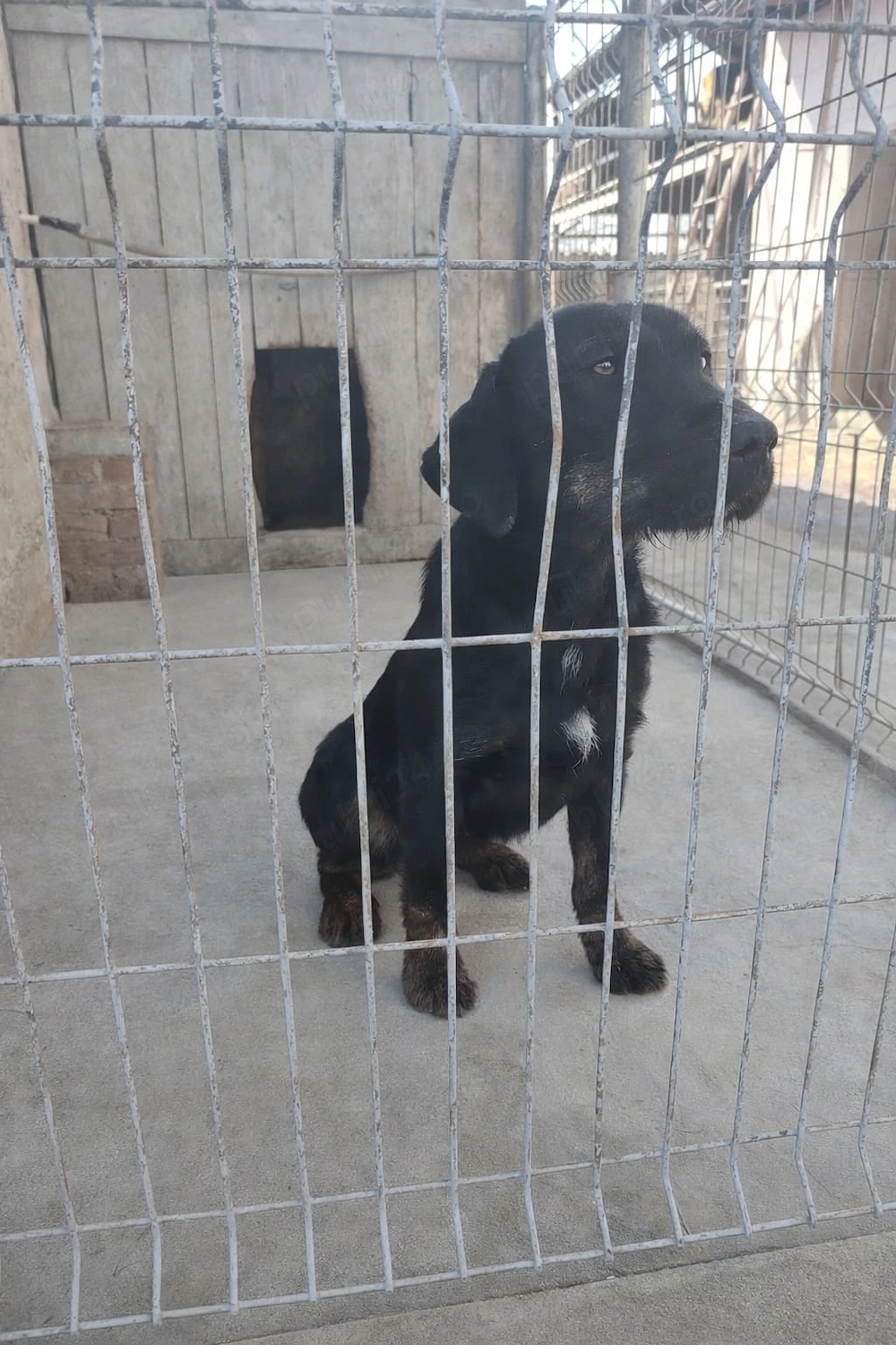 Catea de vanatoare jagdterrier